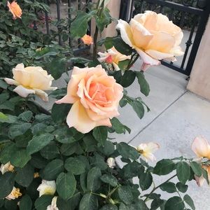 Meet your Posher, Natalia